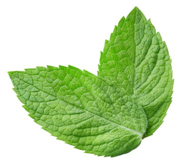 izole nane yaprakları