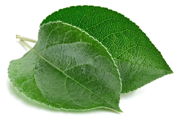 Hoja de manzana verde aislada — Foto de Stock