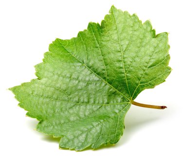 üzüm yaprağı izole