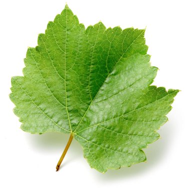 üzüm yaprağı izole