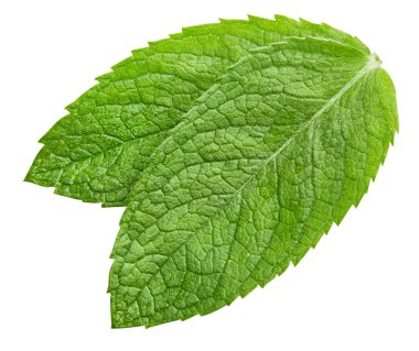 izole nane yaprakları