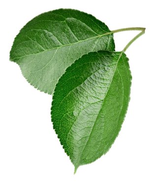 Yeşil elma yaprak izole