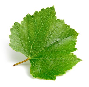 üzüm yaprağı izole