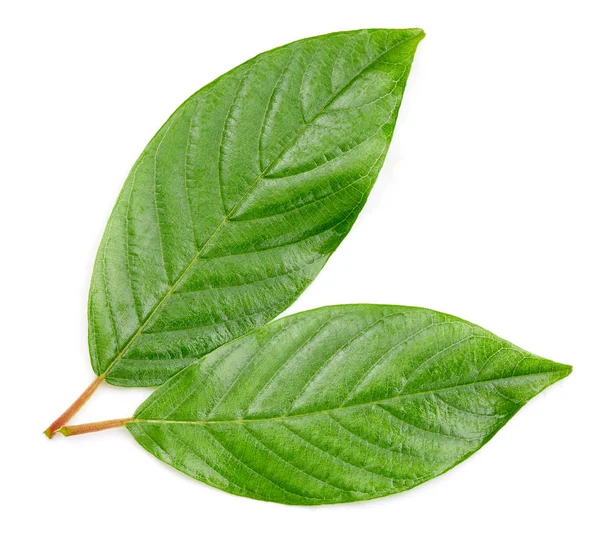 Green leaf isolated — Stock Photo, Image