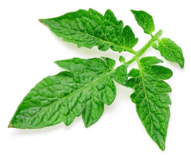 Domates izole bırakır