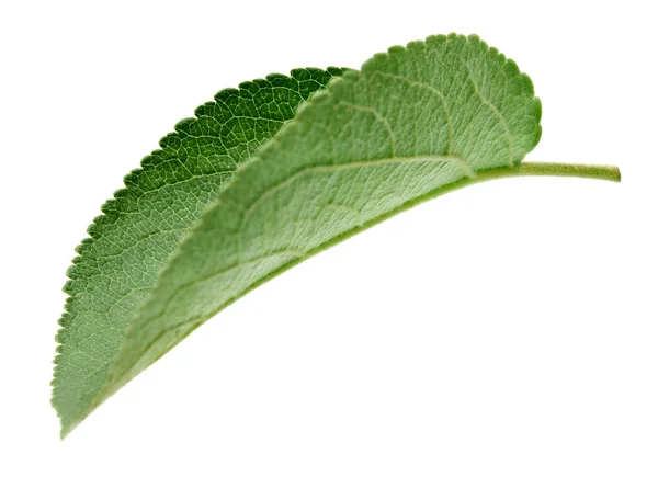 Grönt äpple leaf isolerade — Stockfoto