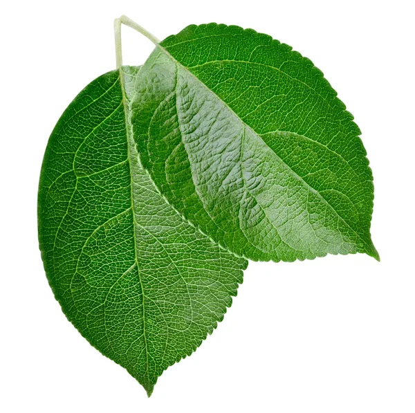 Green apple leaf isolated — Stock Photo, Image