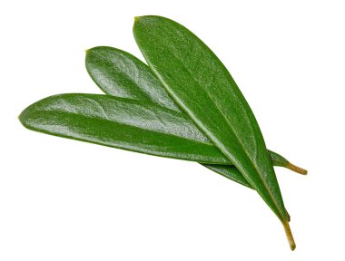 Zeytin yaprağı üzerinde beyaz izole