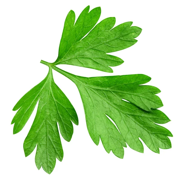 Parsley isolated on white — Stock Photo, Image