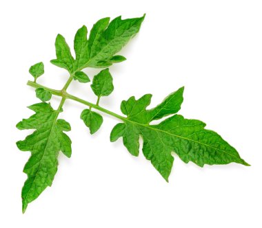 Domates izole bırakır