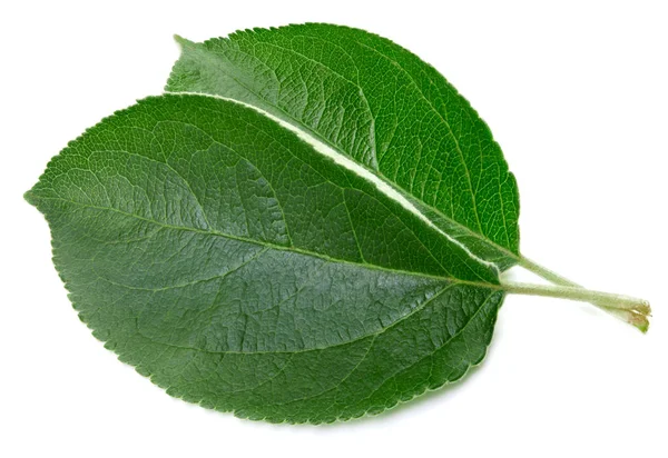 Hoja de manzana verde aislada — Foto de Stock