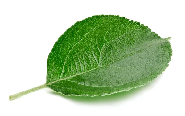 Зелене яблучне листя ізольоване — стокове фото
