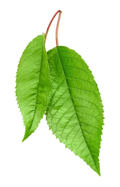 Зеленый вишневый лист — стоковое фото