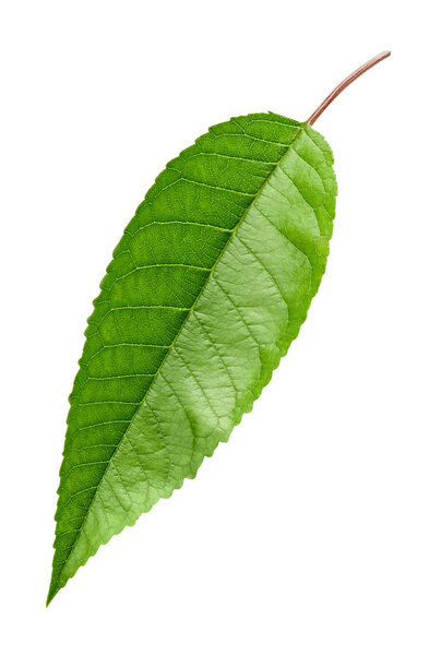 Green Cherry leaf isolated