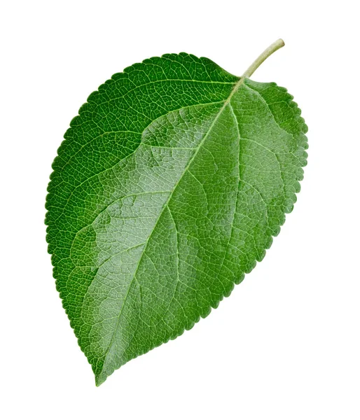 Green apple leaf isolated — Stock Photo, Image