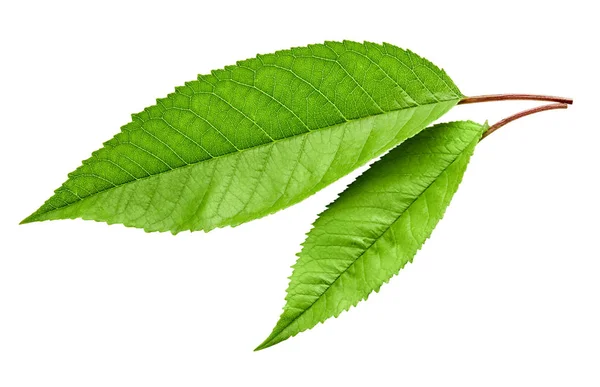 Yeşil kiraz yaprak izole — Stok fotoğraf