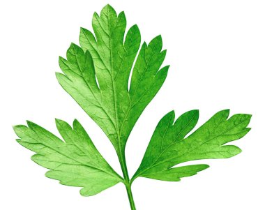 Maydanoz beyazda izole