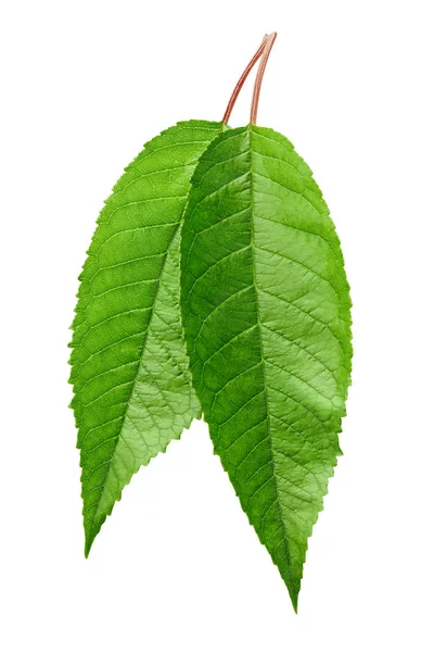 Cherry zelené listy izolované — Stock fotografie
