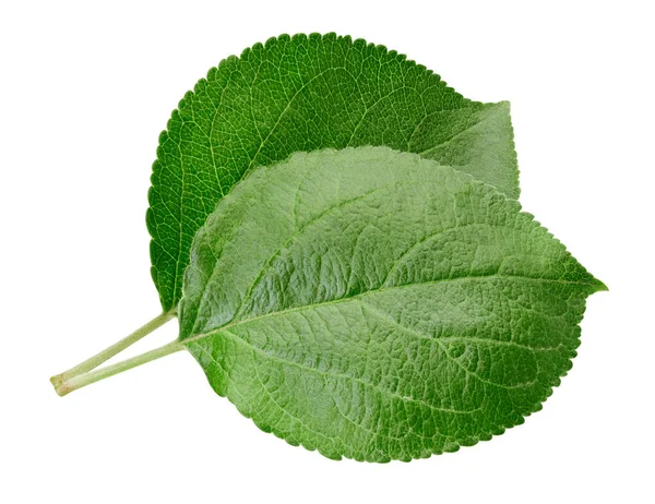 Hoja de manzana verde aislada — Foto de Stock