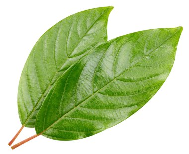 yeşil yaprak izole