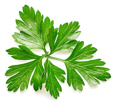 Maydanoz beyazda izole