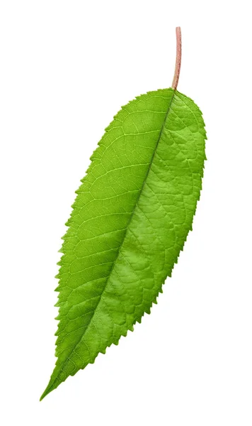 Green Cherry leaf isolated — Stock Photo, Image