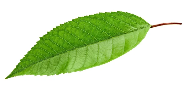 Cherry Green leaf isolerade — Stockfoto