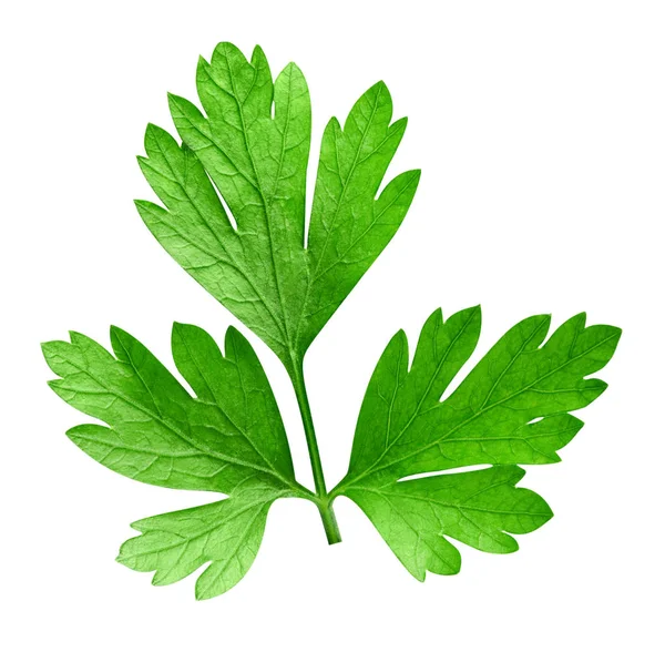 Parsley isolated on white — Stock Photo, Image