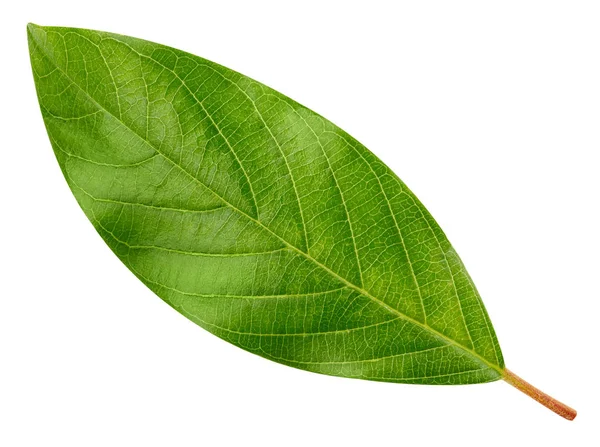 Green leaf isolated — Stock Photo, Image