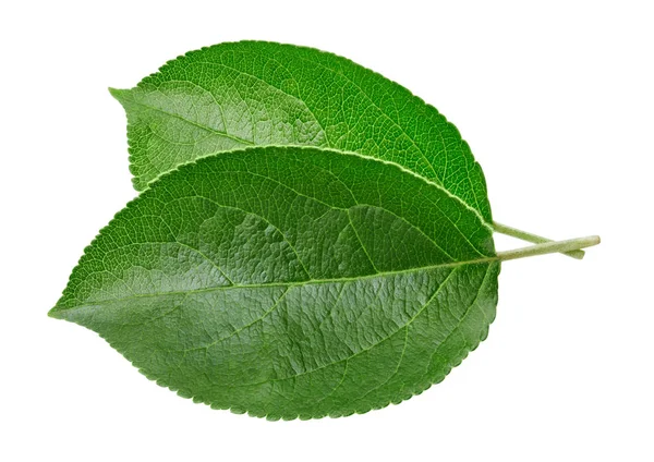 Samostatný list zelené jablko — Stock fotografie