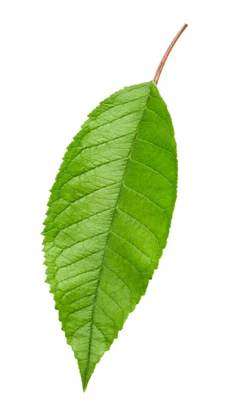 Green Cherry leaf isolated — Stock Photo, Image