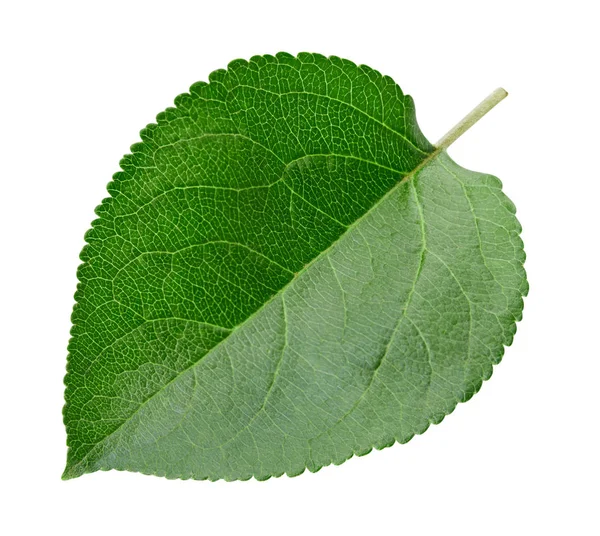 Grönt äpple leaf isolerade — Stockfoto