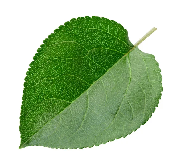 Green apple leaf isolated — Stock Photo, Image