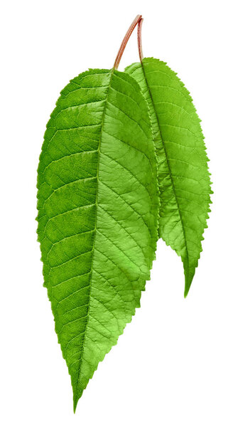 Green Cherry leaf isolated