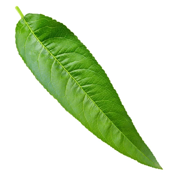 Persikoträd leaf isolerade — Stockfoto