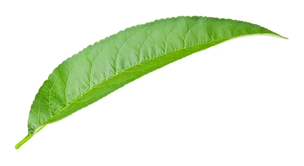 Персиковый лист изолирован — стоковое фото