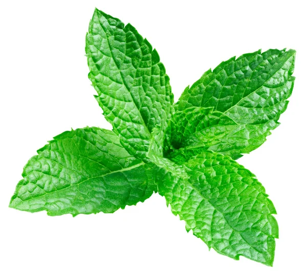 Daun mint terisolasi — Stok Foto