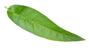 şeftali yaprak izole