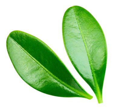 Berry kırpma yolu bırakır