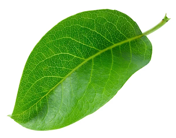 Gruszki liść na białym tle — Zdjęcie stockowe