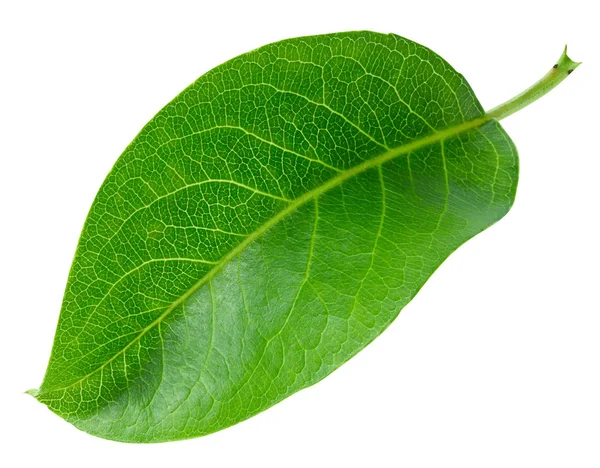 Päron leaf isolerade — Stockfoto