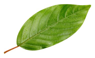 yeşil yaprak izole