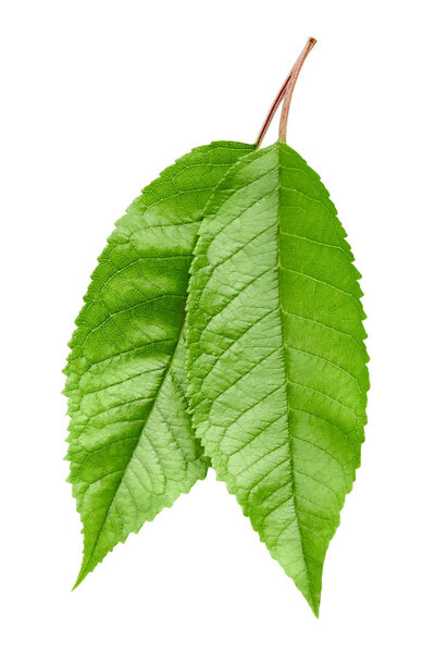 Green Cherry leaf isolated