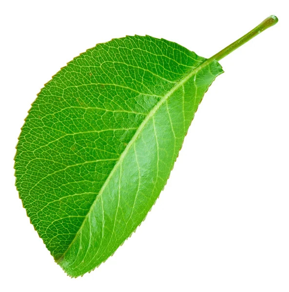 Груші leaf ізольовані — стокове фото