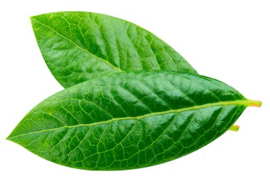 Yaban mersini kırpma yolu bırakır