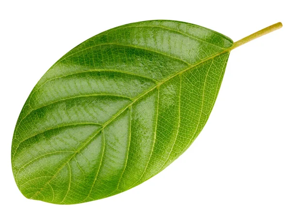 Green leaf isolated — Stock Photo, Image