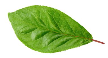 Erik yaprak izole kırpma yolu