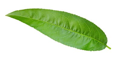 şeftali yaprak izole