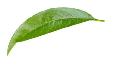 şeftali yaprak izole