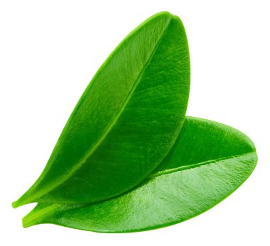 Berry kırpma yolu bırakır